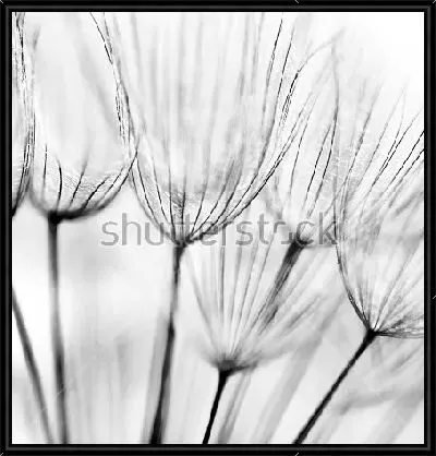 Зонтики одуванчика крупным планом