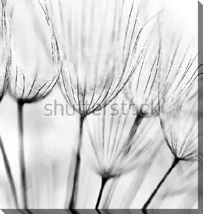 Зонтики одуванчика крупным планом