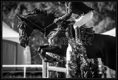 Картина Всадник с конём прыгают через барьер