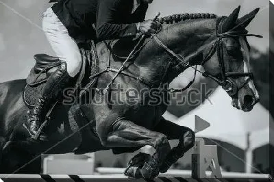 Всадник на коне перепрыгивает через барьер