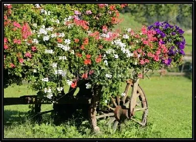 Горшки с цветущей белой, красной и синей геранью на старой повозке