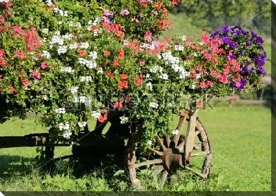 Горшки с цветущей белой, красной и синей геранью на старой повозке
