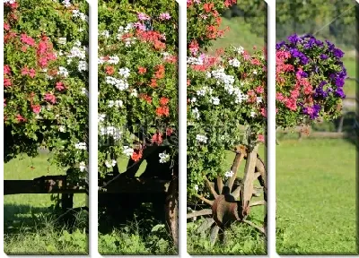 Горшки с цветущей белой, красной и синей геранью на старой повозке