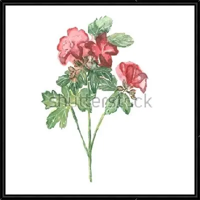 Акварельный рисунок красной герани