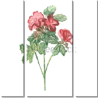 Акварельный рисунок красной герани