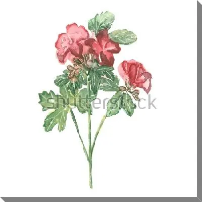 Акварельный рисунок красной герани