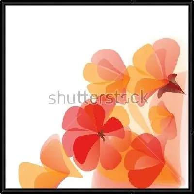 Оранжевые и красные цветы герани на белом фоне