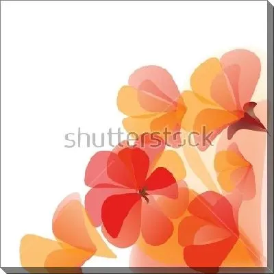 Оранжевые и красные цветы герани на белом фоне