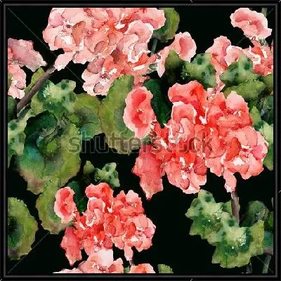 Акварельная иллюстрация розовой герани на чёрном фоне