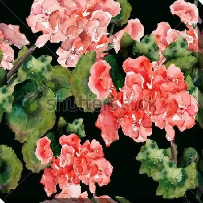 Акварельная иллюстрация розовой герани на чёрном фоне