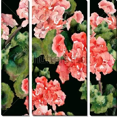 Акварельная иллюстрация розовой герани на чёрном фоне