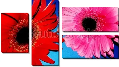 Модульная картина Красная и розовая герберы на синем фоне