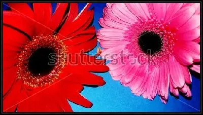 Картина Красная и розовая герберы на синем фоне