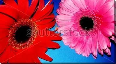 Постер Красная и розовая герберы на синем фоне