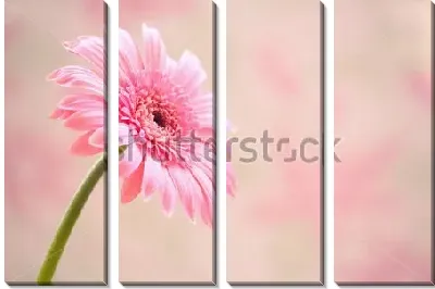 Модульная картина Розовая гербера на розовом фоне крупным планом