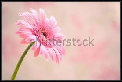 Розовая гербера на розовом фоне крупным планом