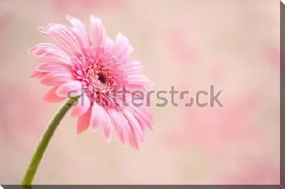 Розовая гербера на розовом фоне крупным планом