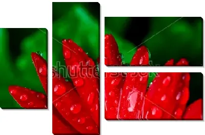 Модульная картина Лепестки красной герберы в капельках росы крупным планом