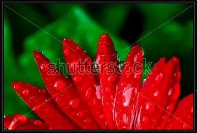 Лепестки красной герберы в капельках росы крупным планом