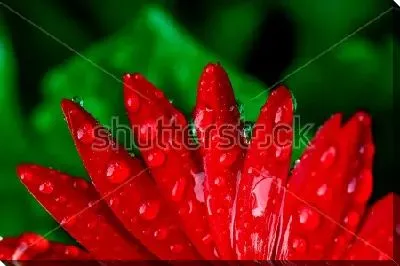 Лепестки красной герберы в капельках росы крупным планом