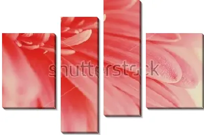 Модульная картина Лепестки розовой герберы крупным планом