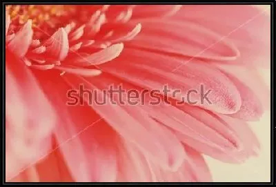 Картина Лепестки розовой герберы крупным планом