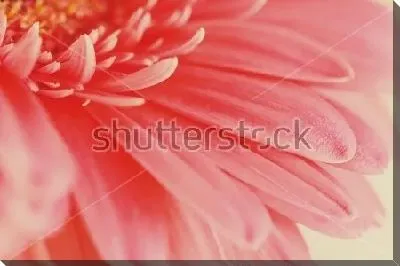 Постер Лепестки розовой герберы крупным планом