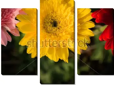 Модульная картина Яркие цветы гербер крупным планом на фоне зелёной листвы