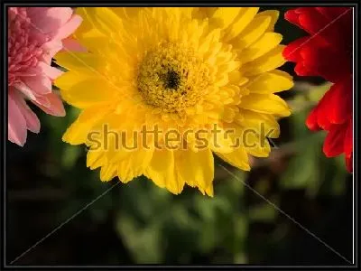 Картина Яркие цветы гербер крупным планом на фоне зелёной листвы