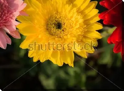 Постер Яркие цветы гербер крупным планом на фоне зелёной листвы