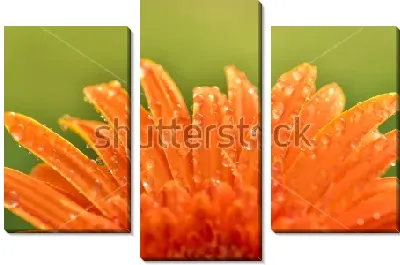 Модульная картина Капельки росы на лепестках оранжевой герберы
