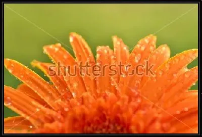 Картина Капельки росы на лепестках оранжевой герберы