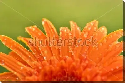 Постер Капельки росы на лепестках оранжевой герберы