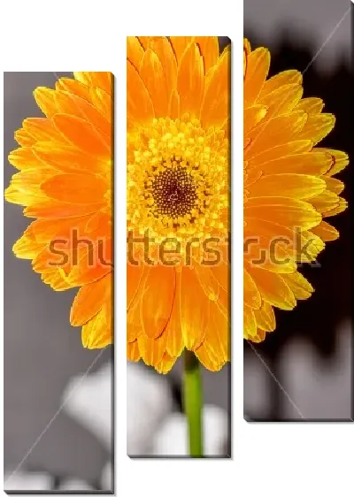 Модульная картина Цветок оранжевой герберы крупным планом