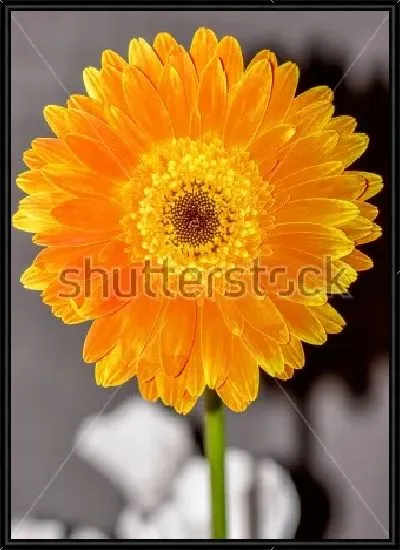 Картина Цветок оранжевой герберы крупным планом