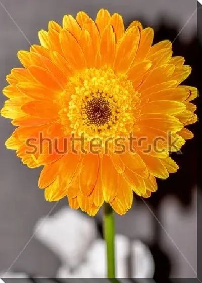 Постер Цветок оранжевой герберы крупным планом