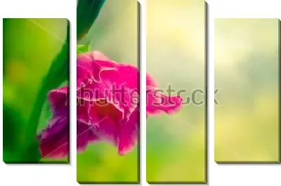 Модульная картина Розовый цветок гладиолуса крупным планом 