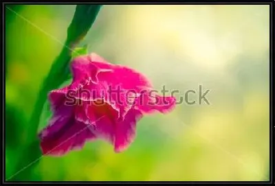 Картина Розовый цветок гладиолуса крупным планом 