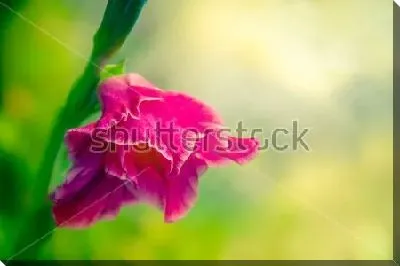 Розовый цветок гладиолуса крупным планом 