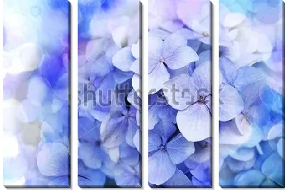 Модульная картина Двойная экспозиция с цветами голубой гортензии