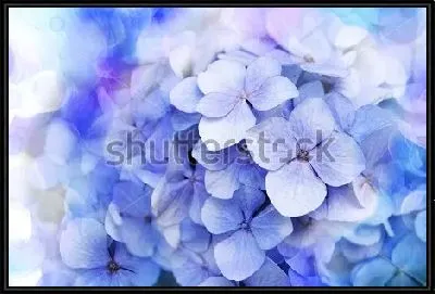 Картина Двойная экспозиция с цветами голубой гортензии