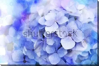 Постер Двойная экспозиция с цветами голубой гортензии