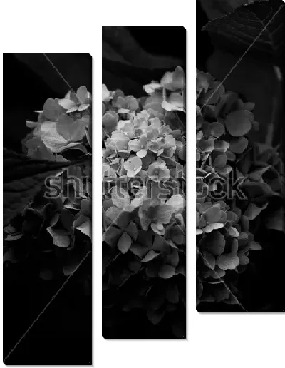 Модульная картина Пышный цветок гортензии на чёрном фоне