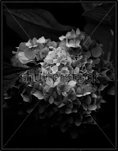 Картина Пышный цветок гортензии на чёрном фоне
