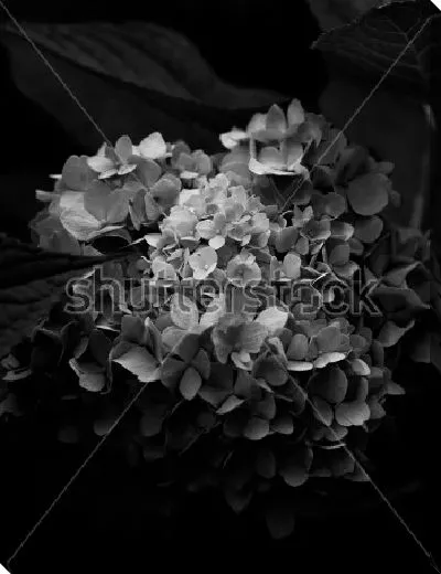 Постер Пышный цветок гортензии на чёрном фоне