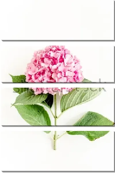 Модульная картина Розовый цветок гортензии на белом фоне №2