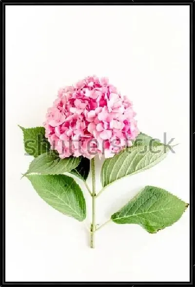 Картина Розовый цветок гортензии на белом фоне №2