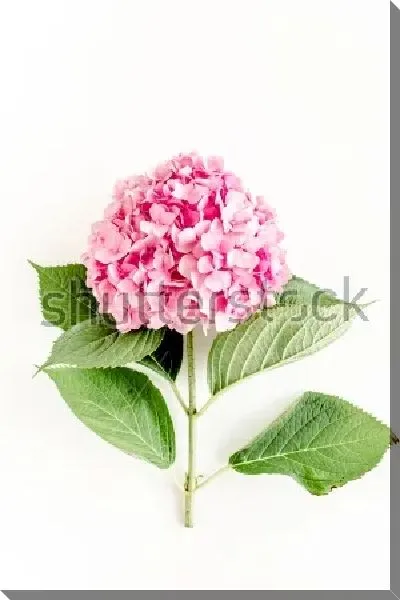 Постер Розовый цветок гортензии на белом фоне №2