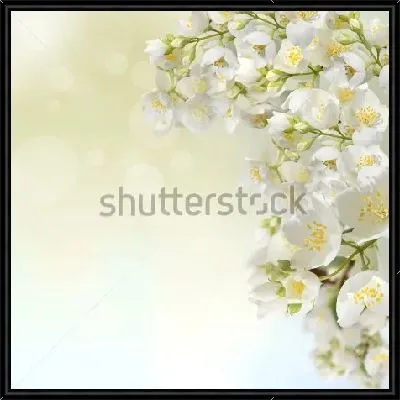 Картина Куст благоухающего нежного жасмина