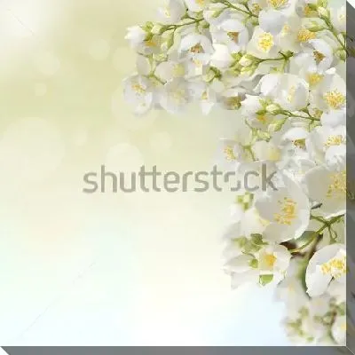 Куст благоухающего нежного жасмина